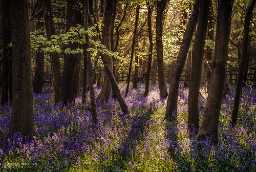 wood trees england sunlight bluebells woodland evening unitedkingdom sony gb a99 sonyalpha andyhough southoxfordshiredistrict slta99v andyhoughphotography sadlerswood
