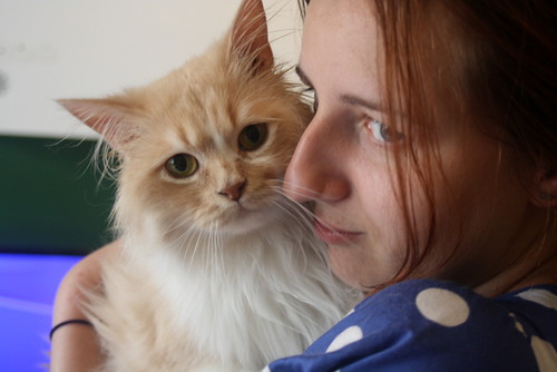 Persi, gato crudo y vainilla de pelo largo y ojos cobre APTO PARA PERROS, nacido en Julio´13, necesita hogar. Valencia. ADOPTADO. 16779605083_5cc64f2d7b