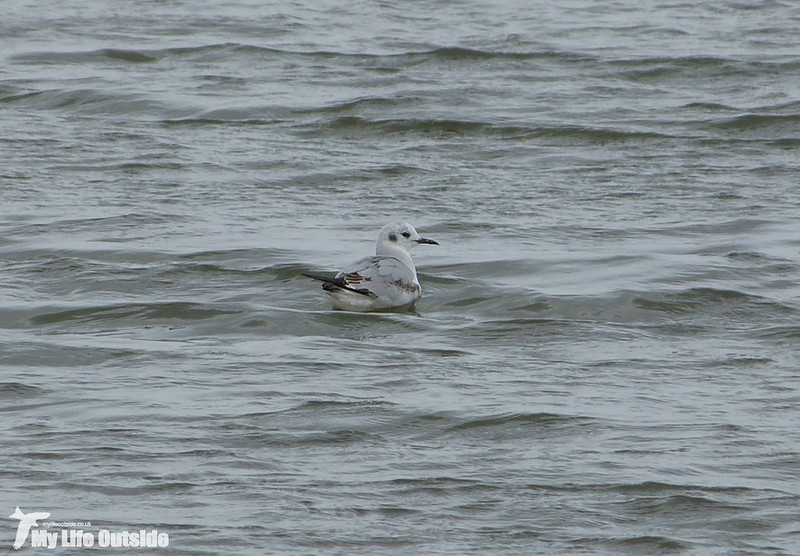 P1120042_2 - Bonaparte's Gull, Radipole Lake