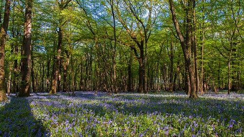 nature bleu campagne printemps saisons loiret expophoto régioncentre expo2015 jacinthesbleues chambonleforêt