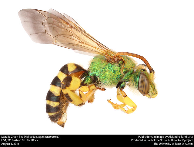 Metallic Green Bee (Halictidae, Agapostemon sp.)