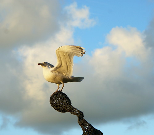 möwe vogel seagull gull landing sunset bird