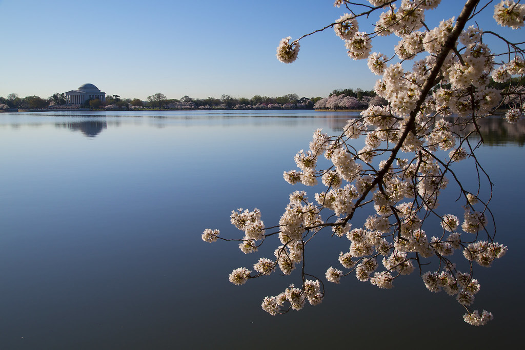 华盛顿的樱花