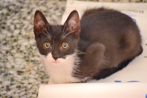 Nico, gatito blanquinegro rebonico y megadulce, nacido en Marzo´15, en adopción. Valencia. ADOPTADO. 17355398084_2337583485