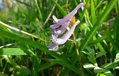 Spring Fumewort (Corydalis solida) - Photo of Habloville