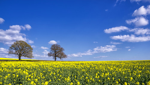 trees light summer yellow clouds landscape golden sony warwickshire rapeseed ziess a7ii weethley 1635mmf4 jactoll