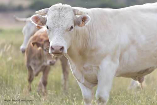 ganado vaca ternero naturaleza animal miguellópezsolere cattle cow calf nature serraníadecuenca cuenca españa spain