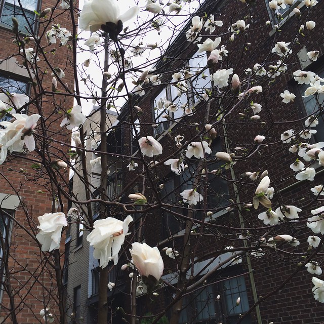 Magnolias. That is all. #spring