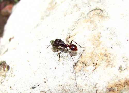 pogonomyrmex rugosus hormiga peñon blanco durango dgo
