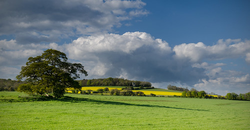 park west downs landscape sussex angle south hill wide seed rape national folly nore slindon panno