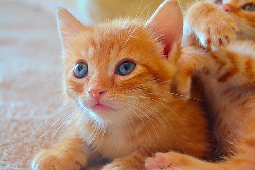 Légolas, gatito rubio precioso y mimosón, nacido en Marzo´15, en adopción. Valencia. ADOPTADO.  16751100093_f20f48cb03