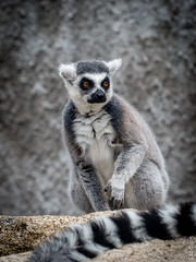 lemur, makiove, indriove, ksukol, outloni a komby