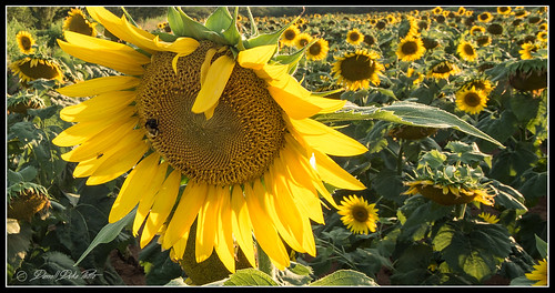sunflower draper draperwildlifemanagementarea