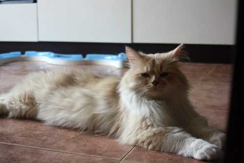 Persi, gato crudo y vainilla de pelo largo y ojos cobre APTO PARA PERROS, nacido en Julio´13, necesita hogar. Valencia. ADOPTADO. 16779601813_3dd41c3c17