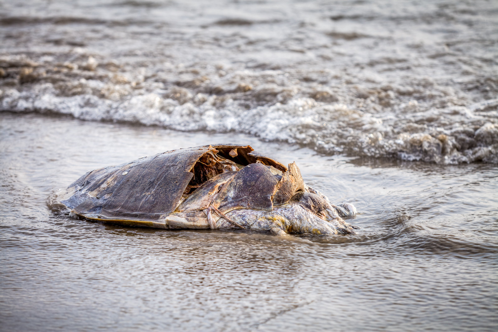Turtle Carcass - Ashwem Beach