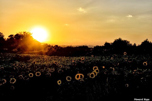 castillaleon burgos frias atardecer anochecer ocaso puestadesol campo cultivos girasoles sol vegetacion arboles