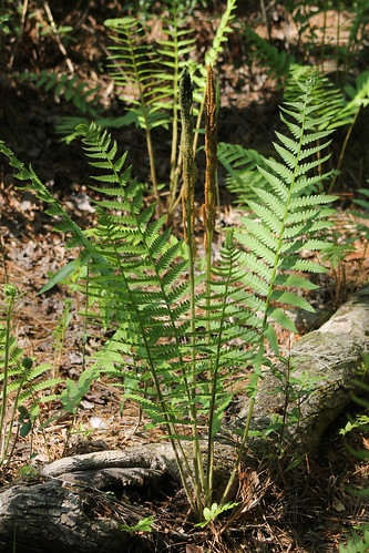 fern cinnamonfern osmundacinnamomea weymouthwoods osmundastrumcinnamomeum northcarolinaplants