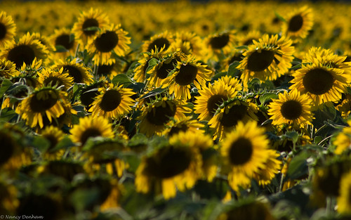 exeter field sunflowers sunshine hensall ontario canada
