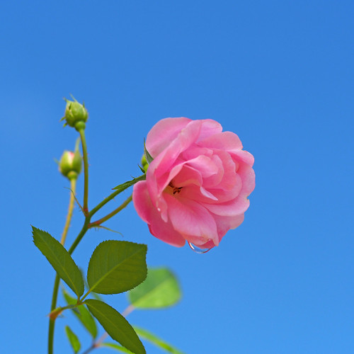 rose yorokobi バラ よろこび 花フェスタ記念公園 flowerfestivalcommemorativepark