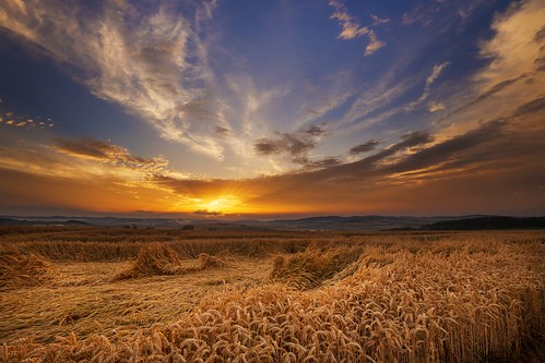 magic ripening grain moravian trees tree sunset sky season scenic scenery rural plant outdoor nature landscape land idyllic horizon green grass forest field farm evening environment day countryside country cloudy clouds cloud beauty beautiful background agriculture