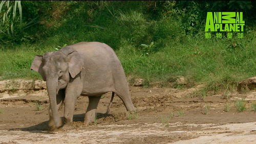 婆羅洲原生物種侏儒象目前只剩下約1500頭，屬於瀕危等級。（動物星球頻道提供）
