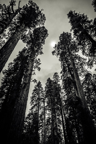 california usa nature calaverasbigtrees giantredwood unitedstates giantsequoia statepark sequoiadendrongiganteum blackandwhite bw monochrome lumix dmcfz1000