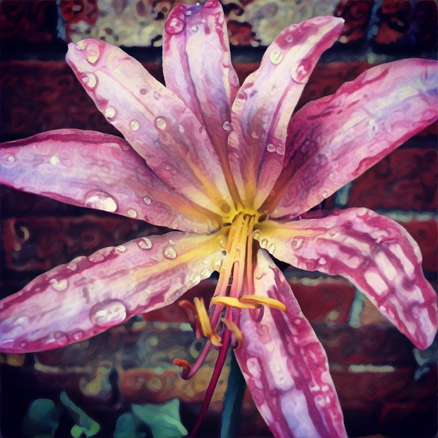 Surprise Lily #surpriselily #surpriselilies #resurrectionlily #flowers #raindrops