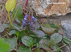 Ground cover
Mostly evergreen
Spikes with purple/blue flowers extend above plant