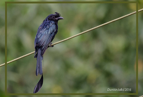 blackbird rackettailed drongo greaterrackettaileddrongo kleptoparasiticbird kleptoparasite thiefbird mimicry