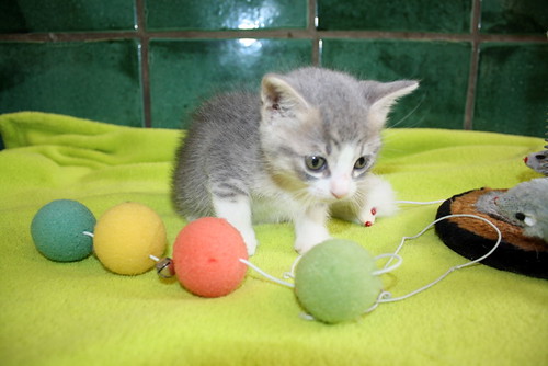 Kobu, gatito azul y blanco monísimo nacido en Abril´15, en adopción. Valencia. ADOPTADO. 17534100780_8b62de54ce