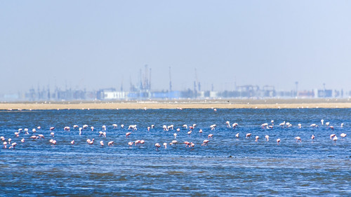 Birds of the lagoon of Walvis Bay, Namibia