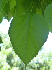 Large simple, alternate, cordate leaves
Long, slender bean pods year round