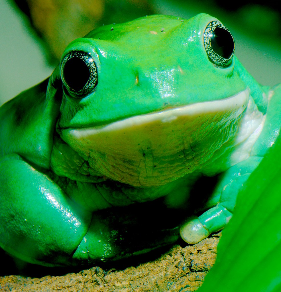 Mexican Leaf Frog (Pachymedusa dacnicolor)_1