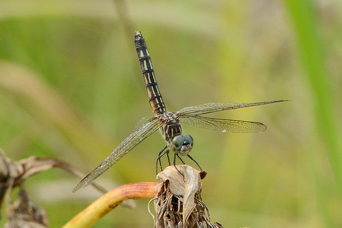 bonniesprairie illinois bluedasher dashers dragonfly insect