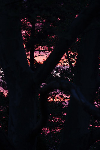 morning pink trees orange sun color tree sunrise early purple gorgeous silhouettes glorious ef28135mm canoneos50d