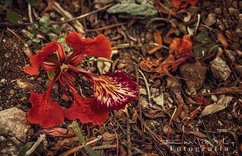 méxico flor yucatán flamboyan maní