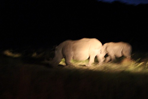 Our first Rhino Spotting!