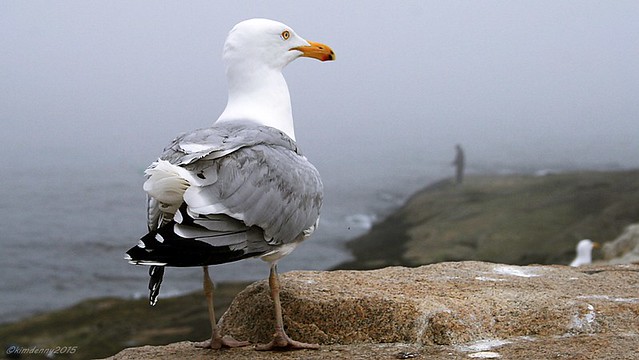Seagull, Cape Neddick, Maine