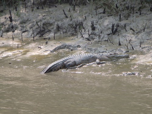 river crocodile bangladesh sela sundarbans