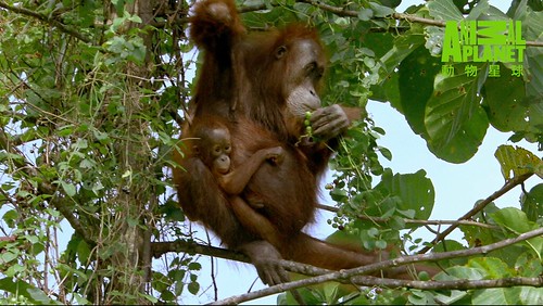 HUTAN呼籲政府與油棕櫚農園一起保育紅毛猩猩。（動物星球提供）