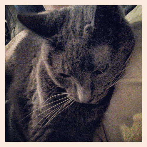 Peaceful kitty. #Lester #CatsOfInstagram