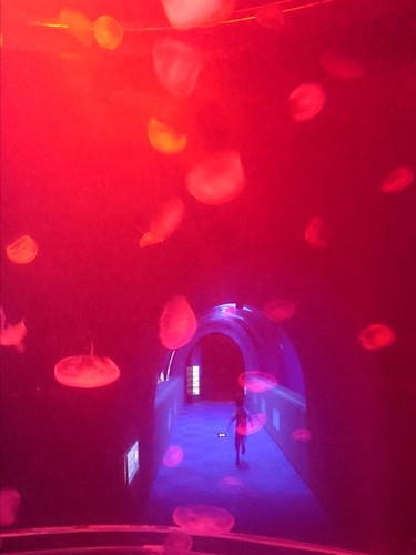 japan aquarium iwate kuji 水族館 jerryfish くらげ 岩手 クラゲ xperia 久慈