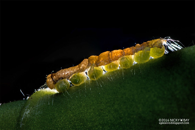 Caterpillar with parasitoid wasps - DSC_8043