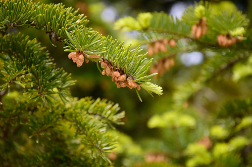 macro pine
