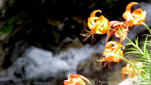 ravine mitarai japan tenkawa nara 鬼百合 summer tiger lily ユリ オニユリ みたらい渓谷 天川村