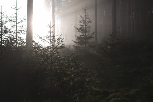 morning mist tree fog forest sunrise 35mm canon austria haze woods sigma dew rays mystic aflenz styria 5d3