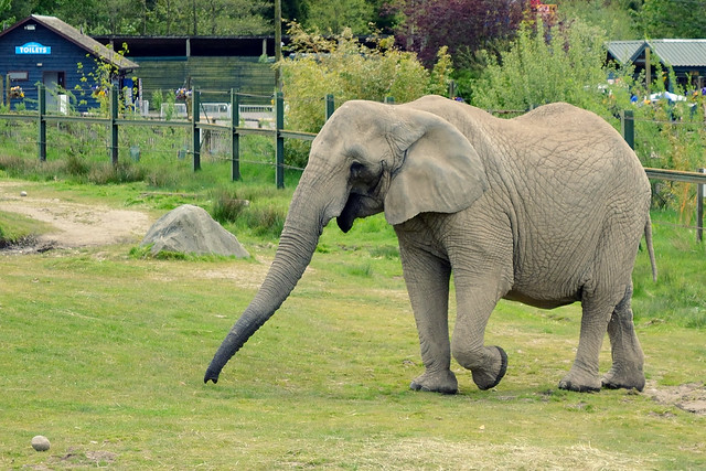 Blair Drummond Safari Park elephant