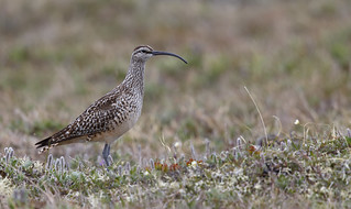 Bristle-thighed Curlew