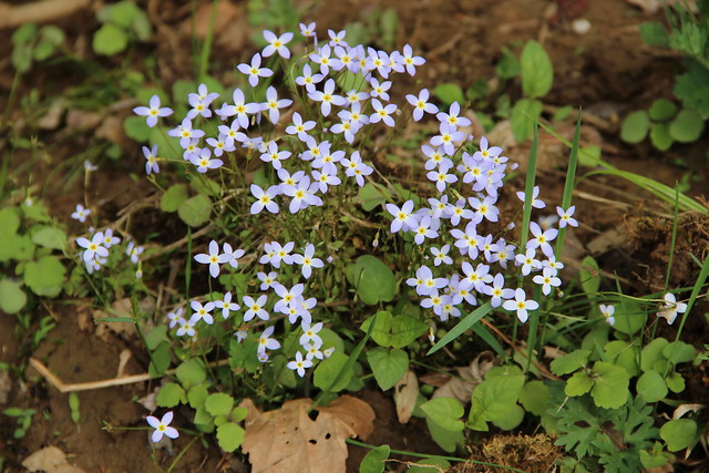 My favorite bluets were still blooming at Fairy Stone State Park Virginia