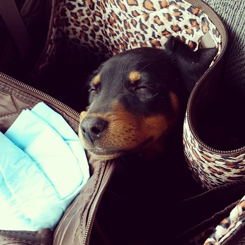 She's too cute for her own good... Penny sleeping on the way home from her first vet visit. She weighs a whopping 9.1 pounds. #puppylove #puppygram #dobermanmix #dobiemix #instapuppy #ThingsCompaniesSendToBloggersWithBigDogsForReviewFinallyHaveAShortTermU